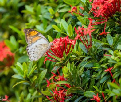 HKPark21Butterflies10R_1000-9152