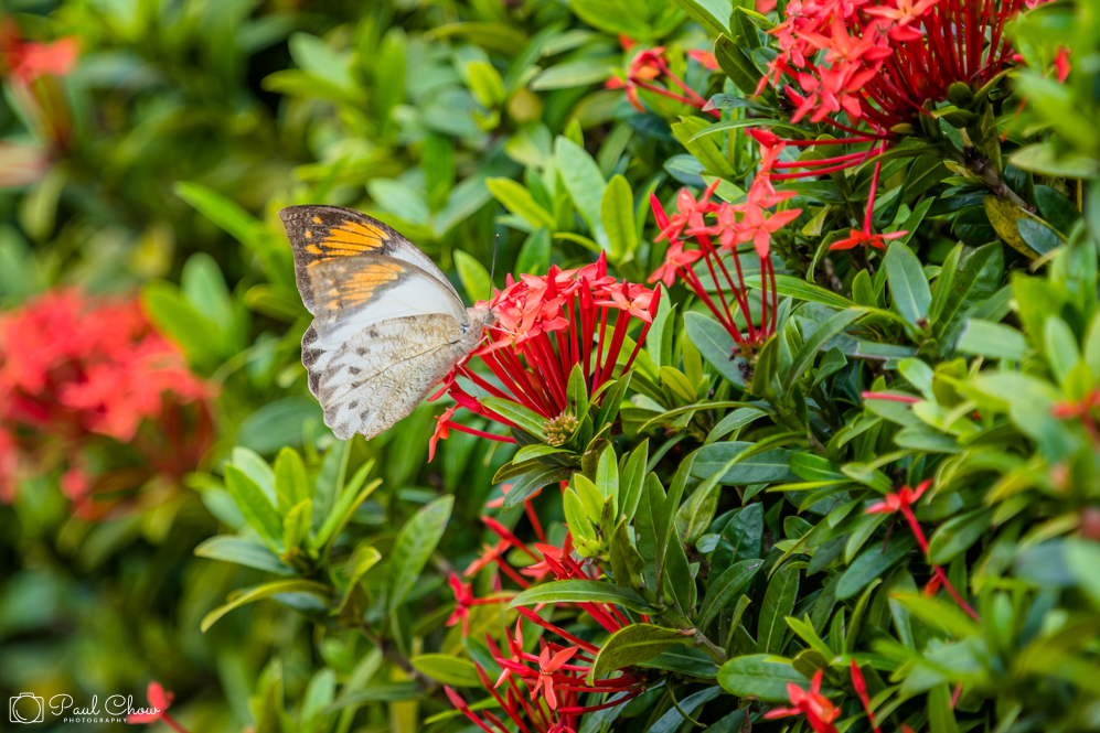 HKPark21Butterflies10R_1000-9152