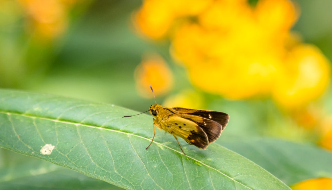 HKPark21Butterflies7R_1000-8235