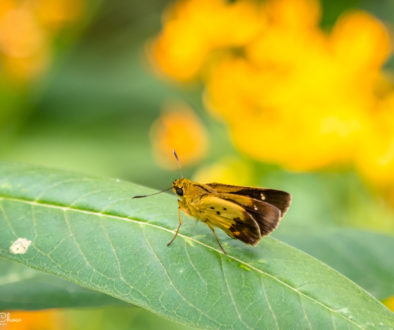 HKPark21Butterflies7R_1000-8235