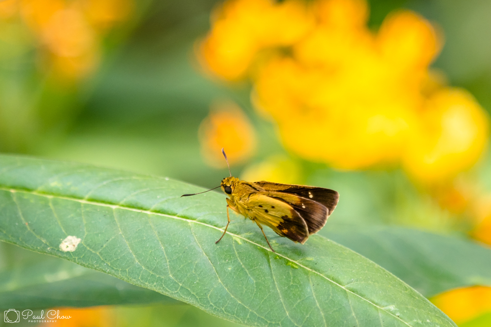 HKPark21Butterflies7R_1000-8235