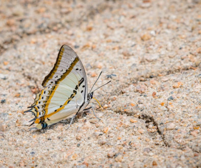 HKPark21Butterflies9R_1000-8577